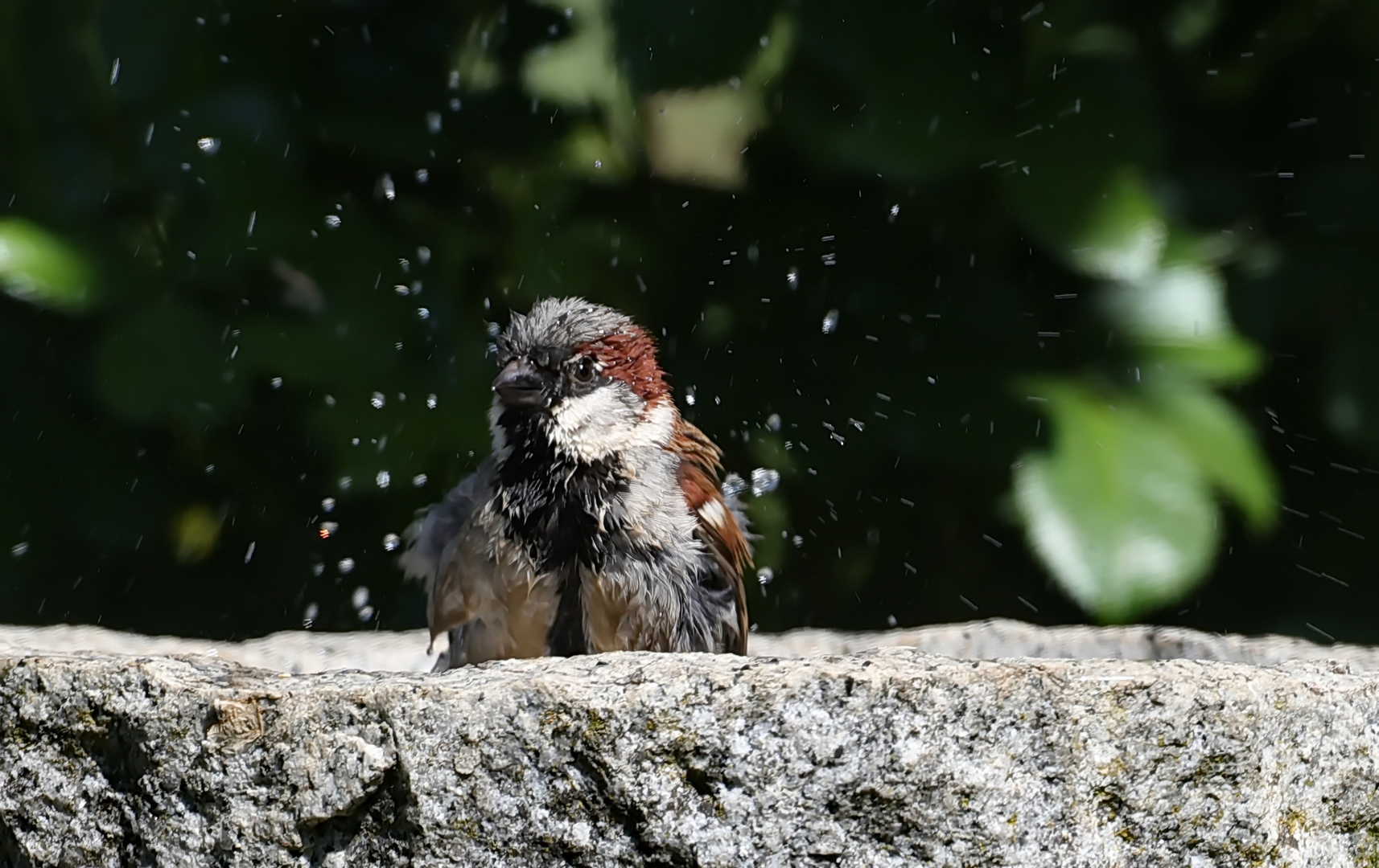 Badevergnügen 1