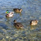 Badevergnügen am Königssee 