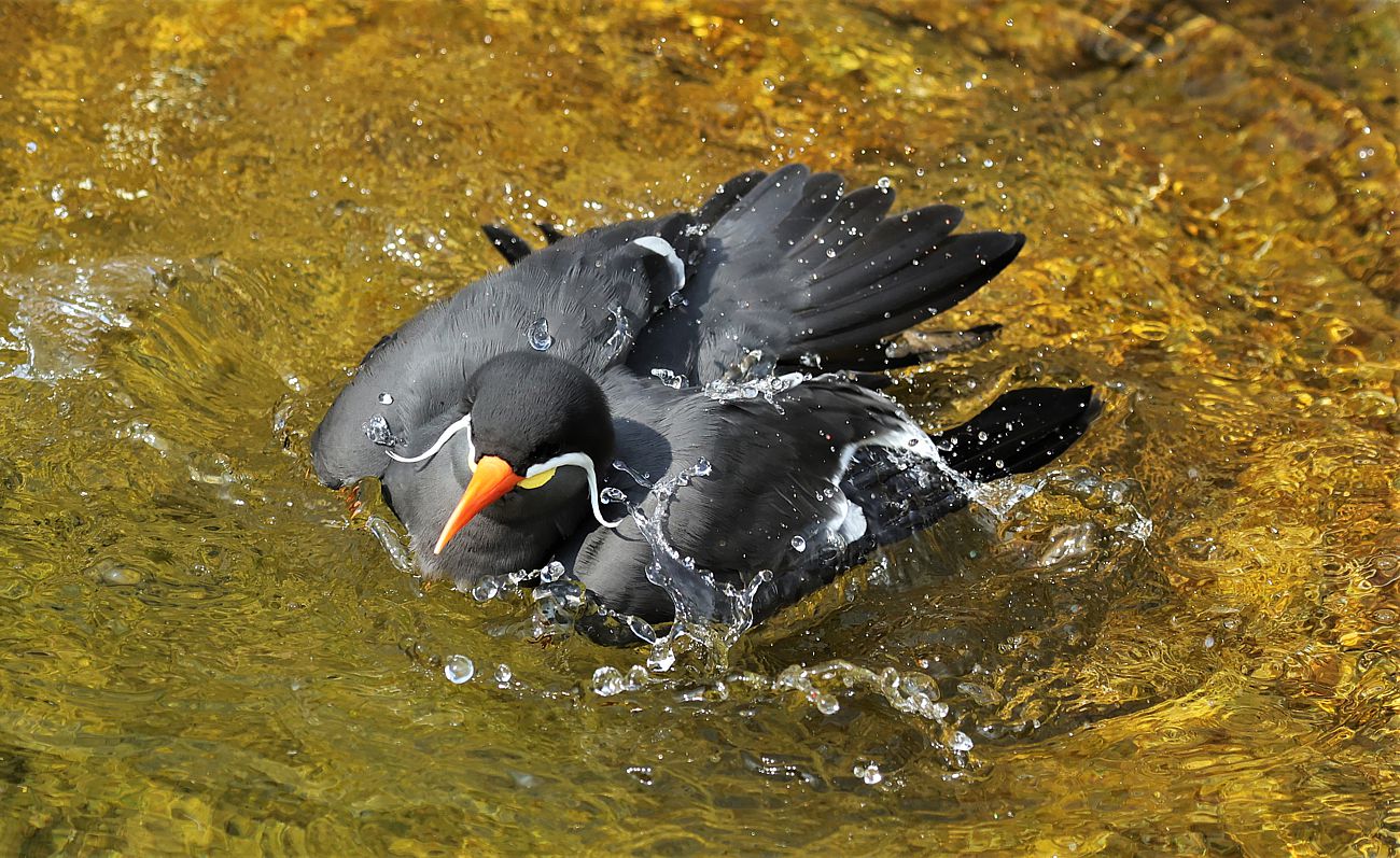 Badevergnügen