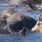 Badevergnügen im Etosha