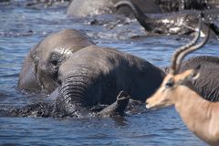 Badevergnügen im Etosha