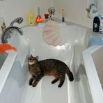 Badewannenkatze