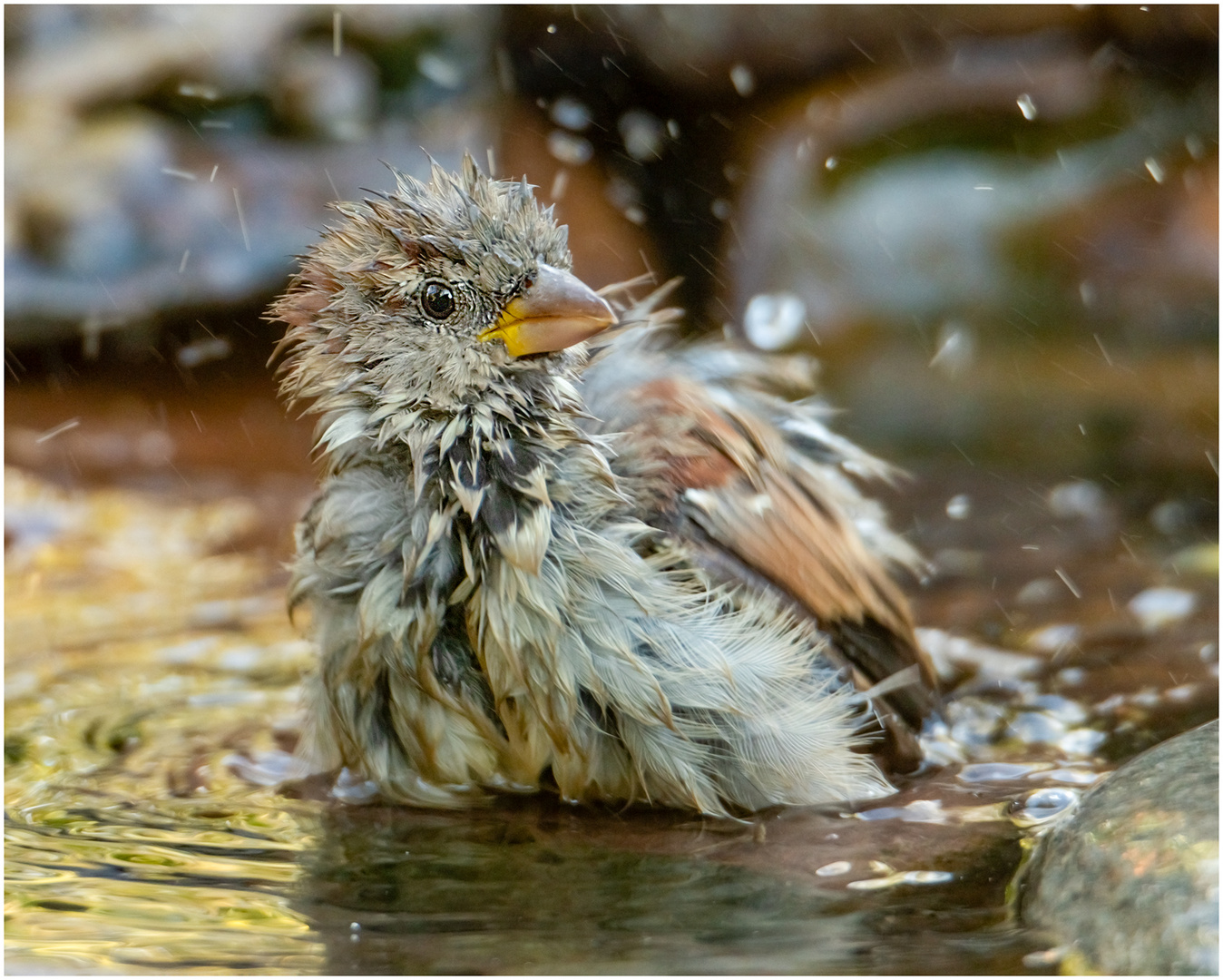 Badewetter