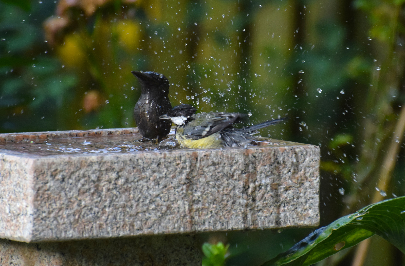 "Badewetter"