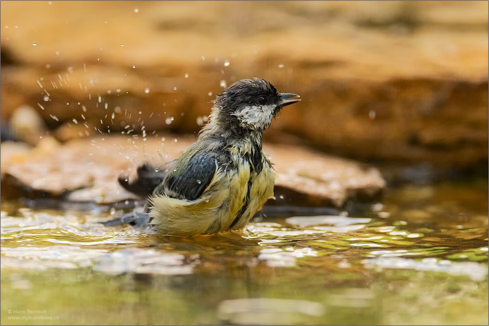 Badewetter ....