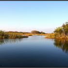 Badewetter in den Everglades