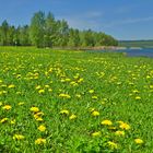 Badewiese am Berzdorfer See bei Görlitz