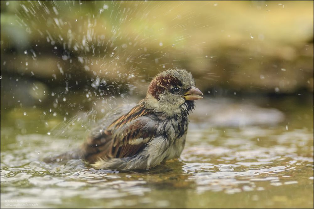 Badezeit....