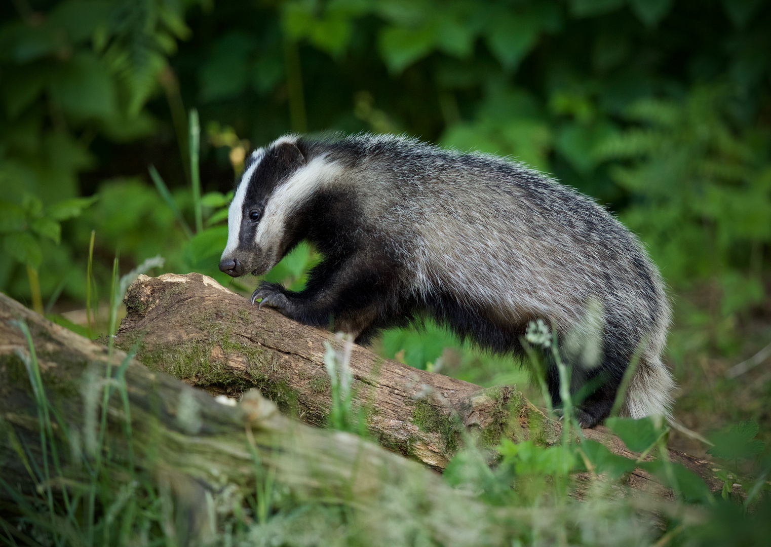 Badger