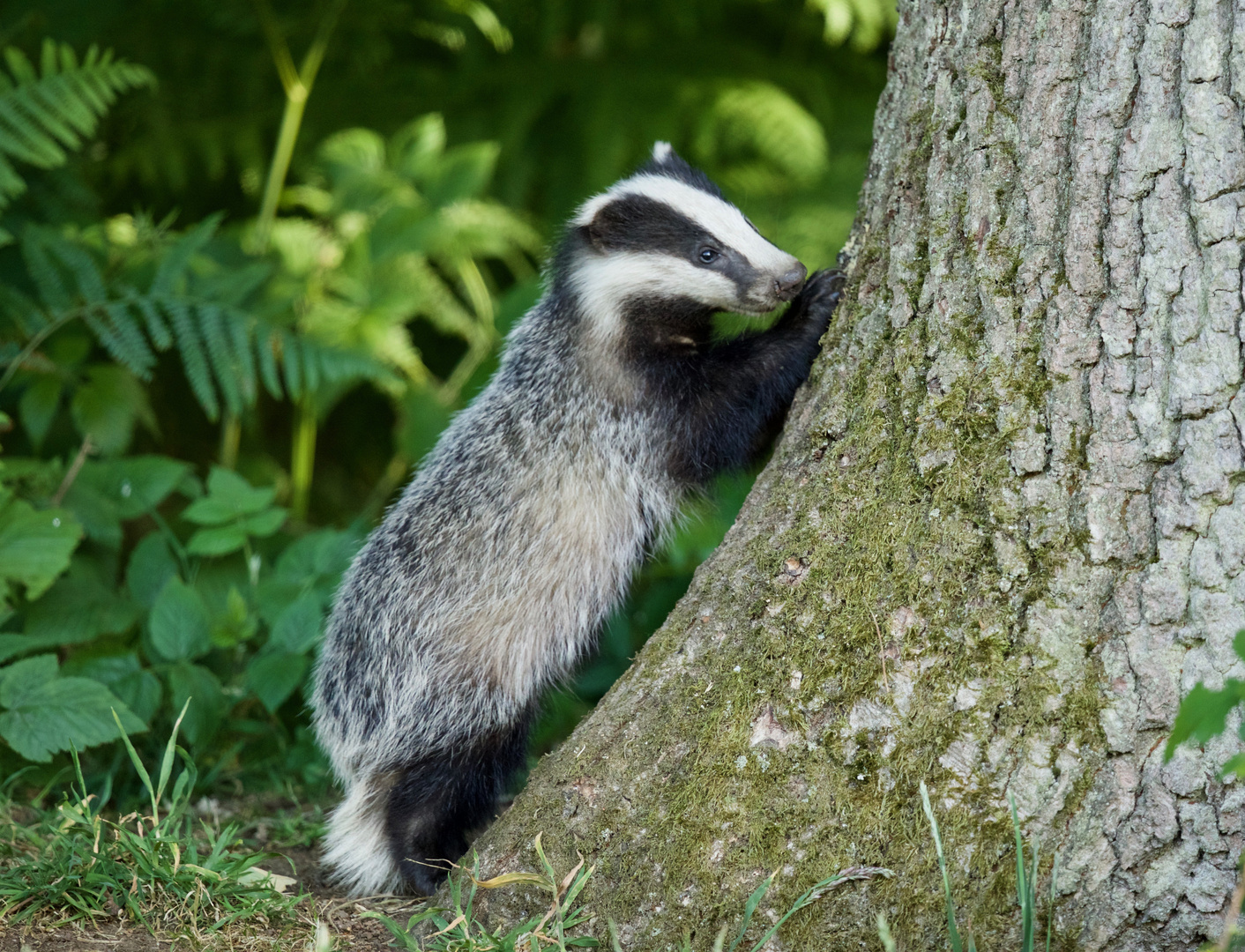 Badger