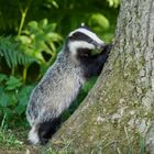 Badger