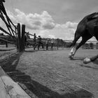 Badger Creek Ranch - im Round-Pen