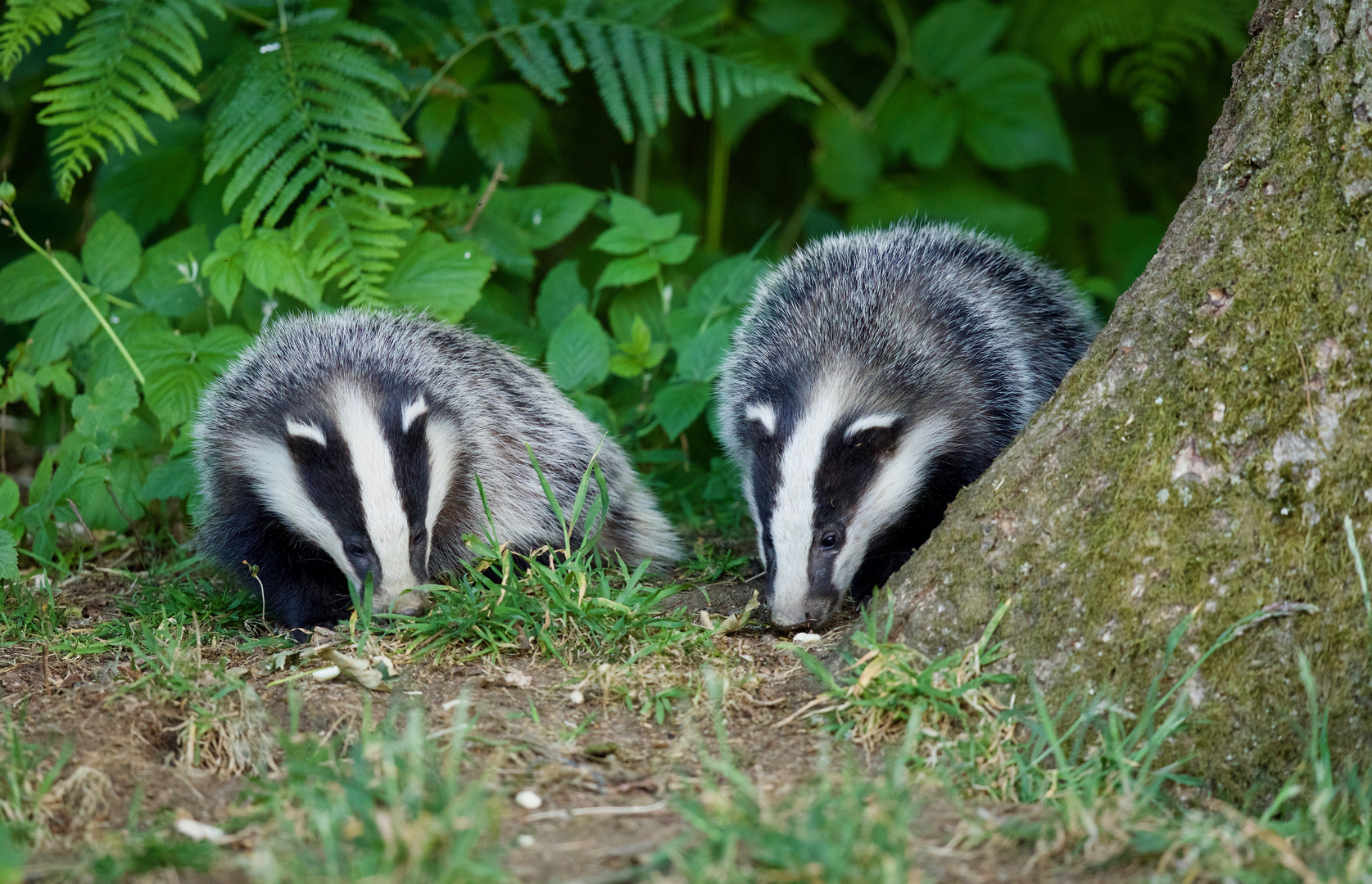 Badgers just left the sett