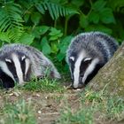 Badgers just left the sett