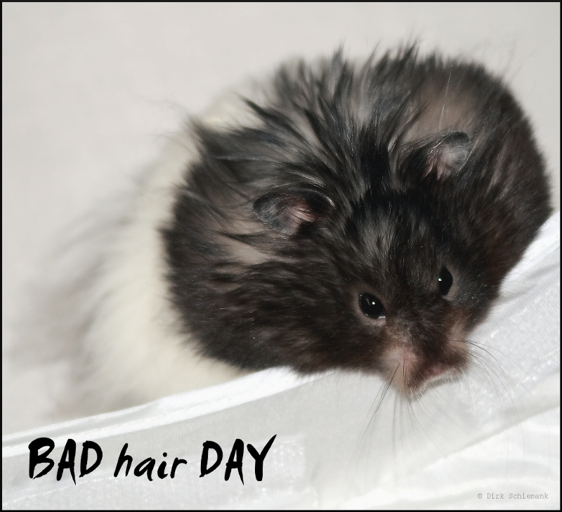 badhairday