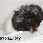 badhairday