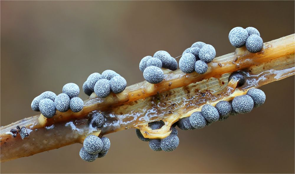 Badhamia foliicola..... ?