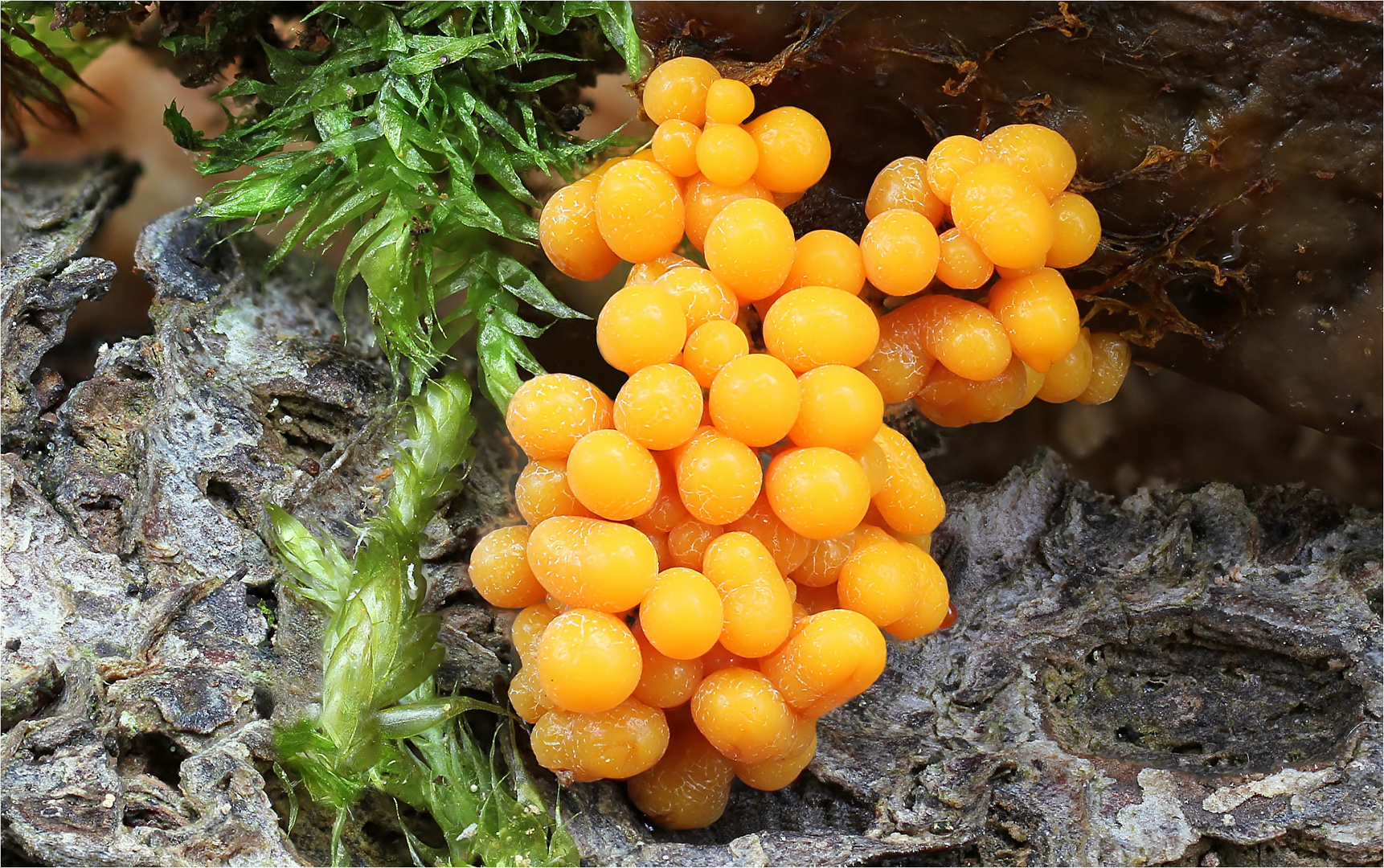 Badhamia utricularis Foto & Bild | pflanzen, pilze & flechten, pilze