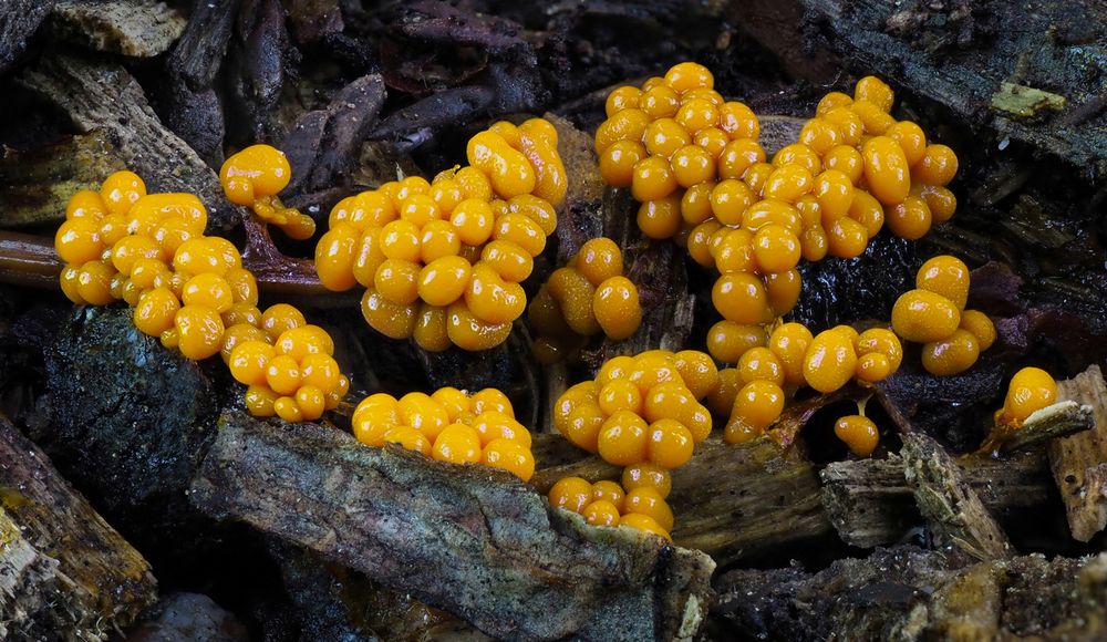 Badhamia Utricularis Foto & Bild | wald, makro, natur Bilder auf