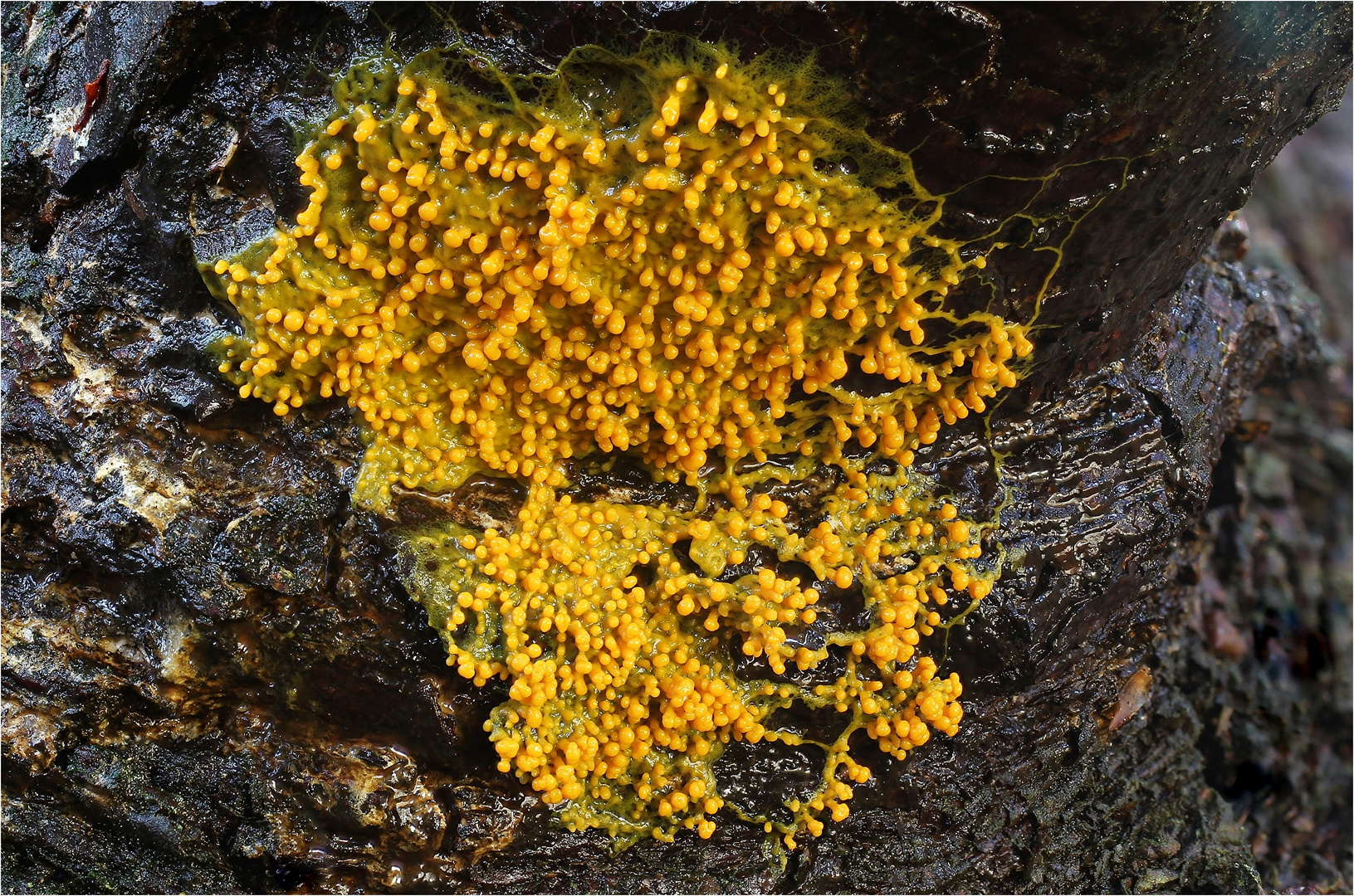 Badhamia utricularis Foto & Bild | makro, natur, pilz Bilder auf
