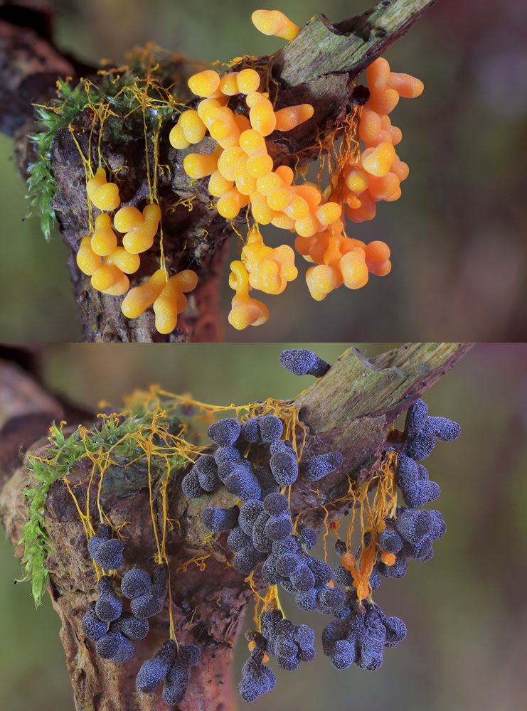 Badhamia utricularis 5 Foto & Bild | pflanzen, pilze & flechten, pilze