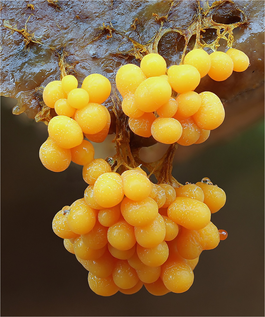 Badhamia utricularis Foto & Bild | pflanzen, pilze & flechten, pilze