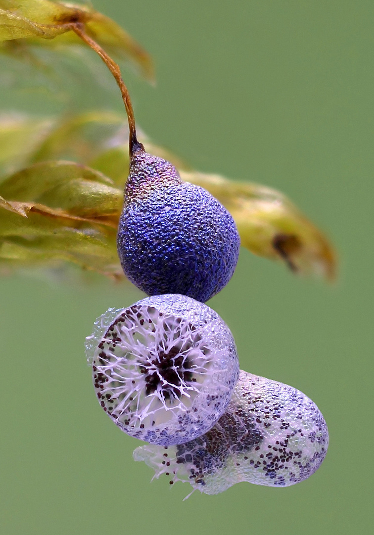 Badhamia utricularis