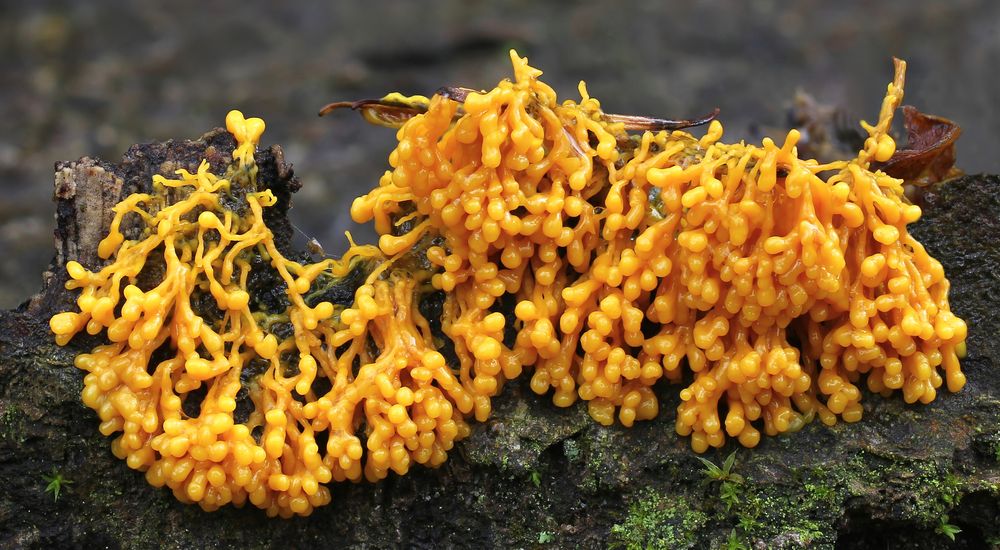 Badhamia utricularis Foto & Bild | pflanzen, pilze & flechten