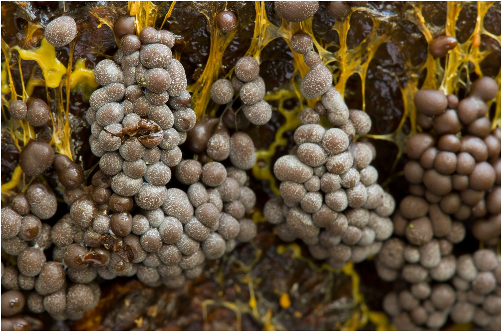 Badhamia utricularis Teil 2