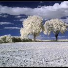 'badische' Toskana in IR