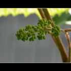 Badischer Wein, von der Sonne verwöhnt