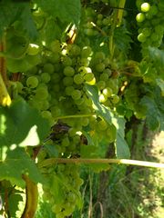 Badischer Wein von der Sonne verwöhnt!