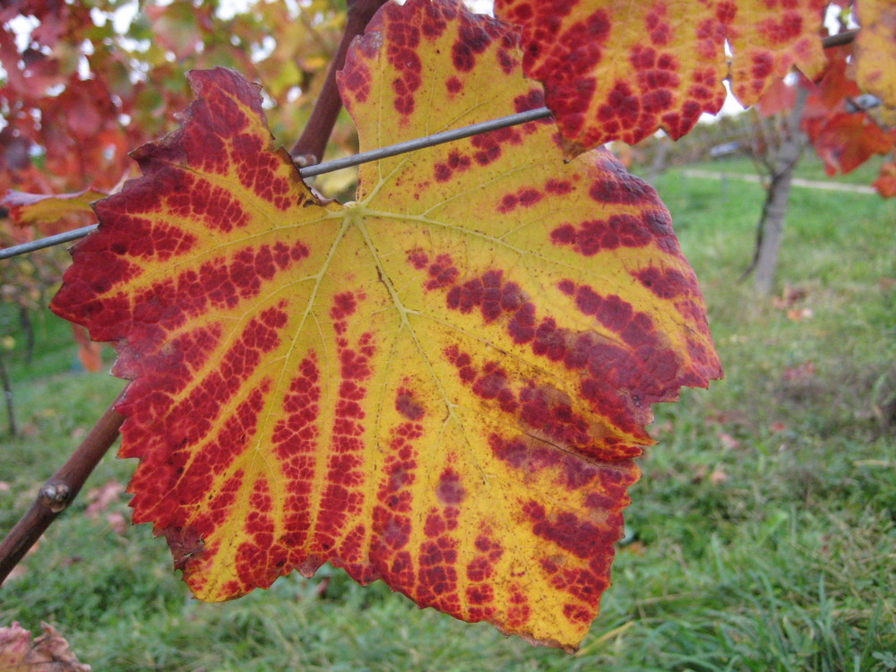 Badisches Blatt (gelb/rot)