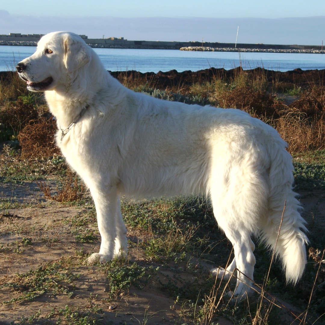 Badissa am Strand - Cane da Pastore Maremmano Abruzzese