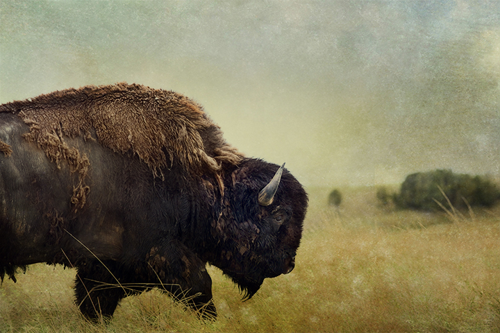 Badlands Bison #6 color