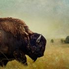 Badlands Bison #6 color