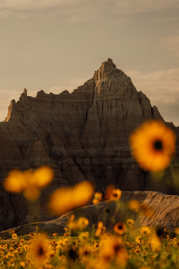 Badland's flowers