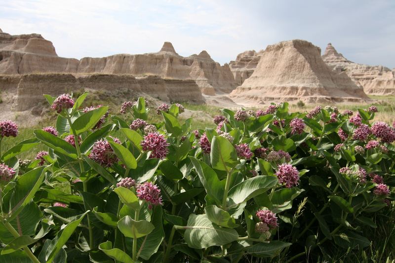 Badlands in Bloom