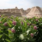 Badlands in Bloom