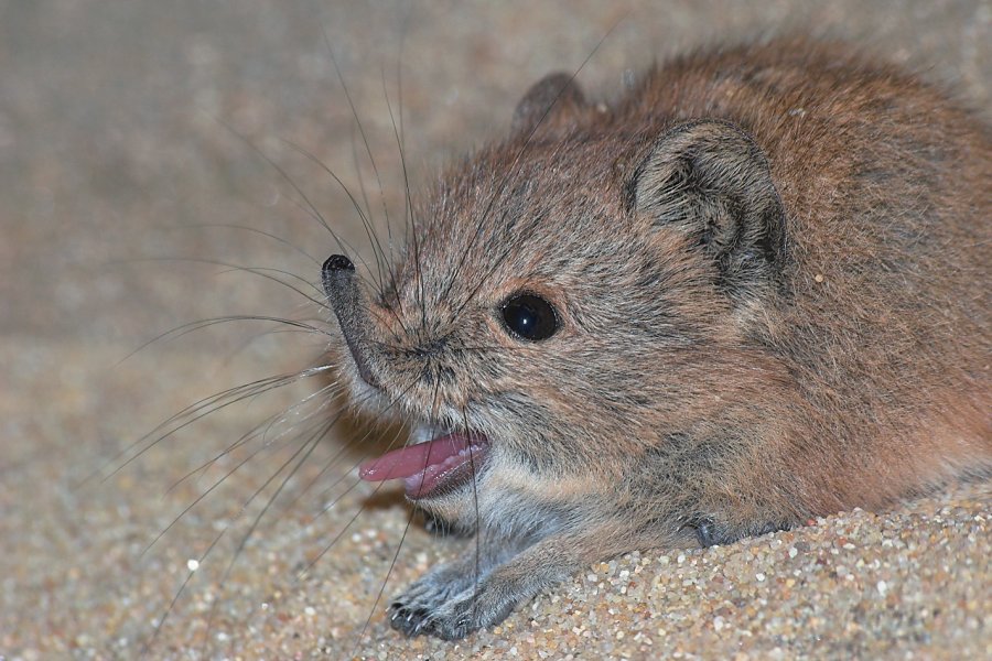 Bääääääääh! Ich bin keine Maus!