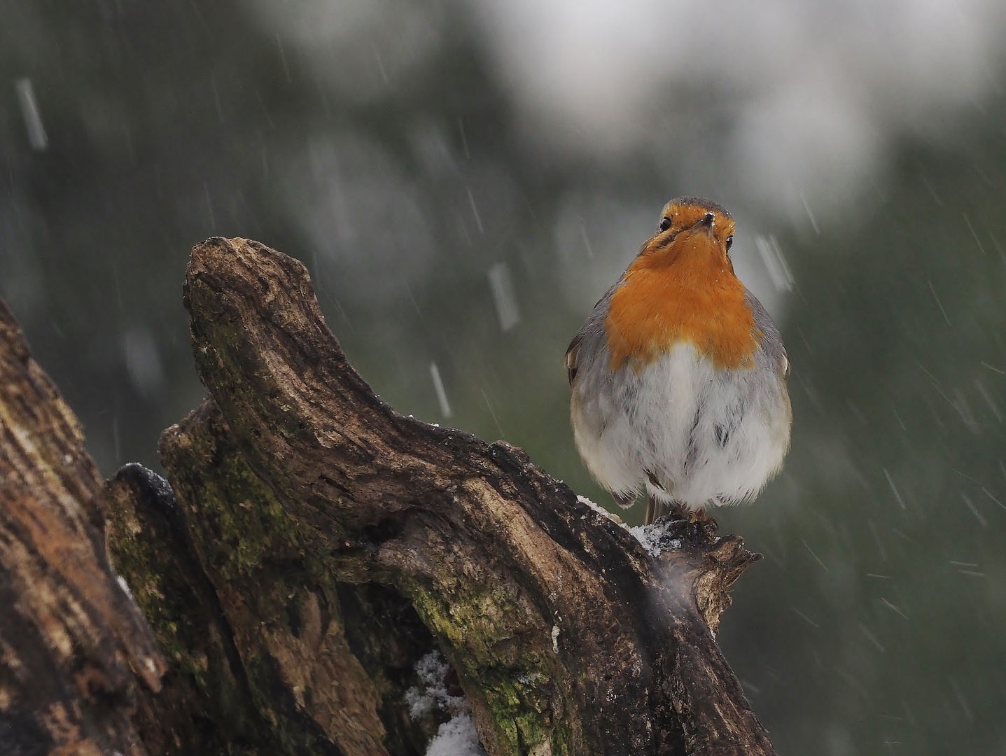 "Bäääääh.Wetter."