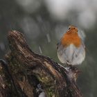 "Bäääääh.Wetter."