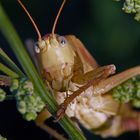 Insekten