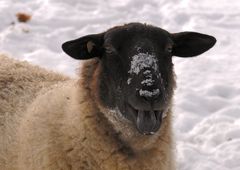 Bäääh, schon wieder Schnee...