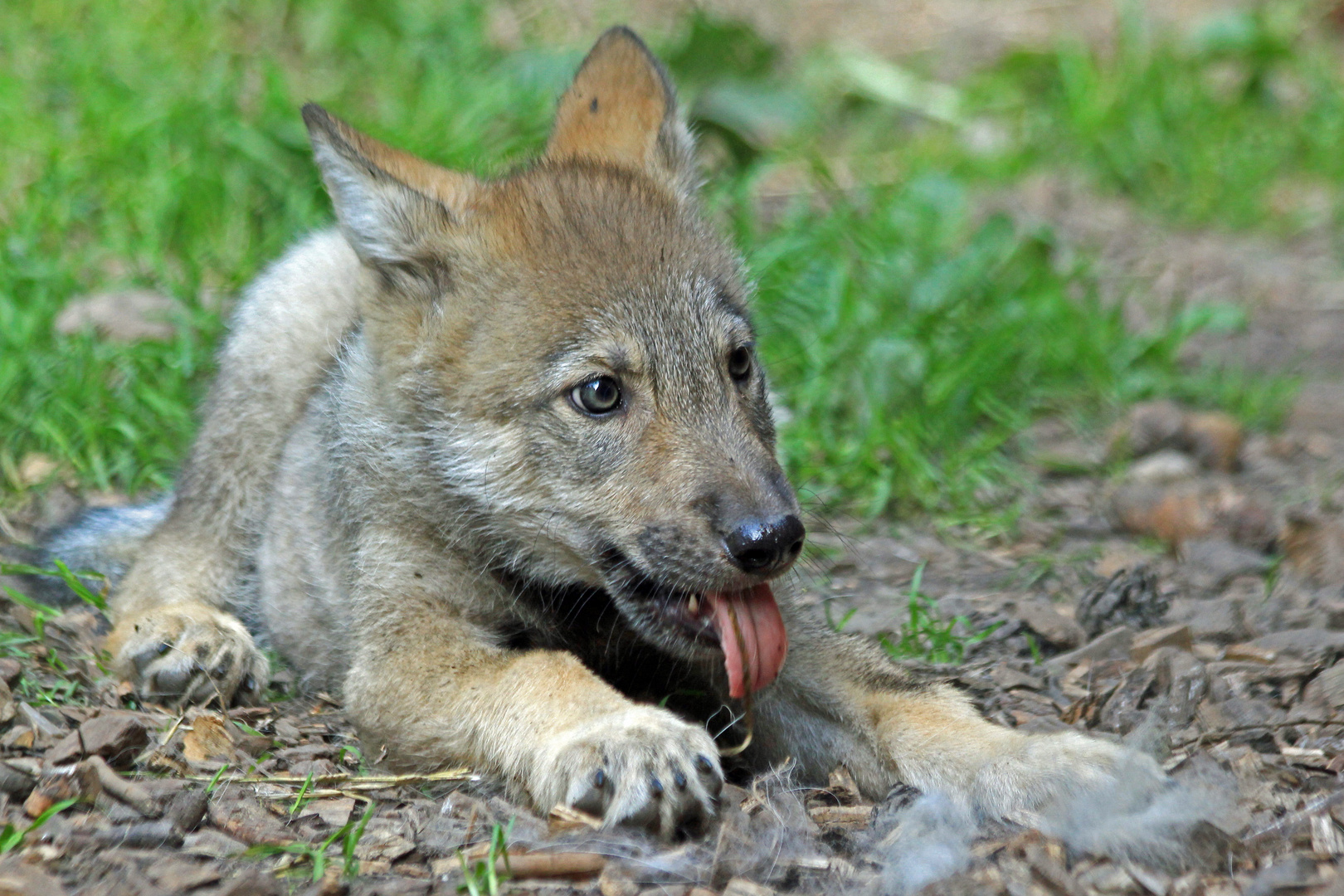 Bääh... Foto & Bild tiere, zoo, wildpark & falknerei, säugetiere