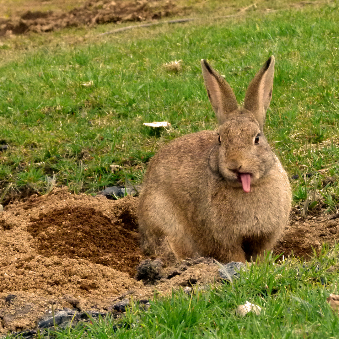 Bääh! Hausbau ist anstrengend!