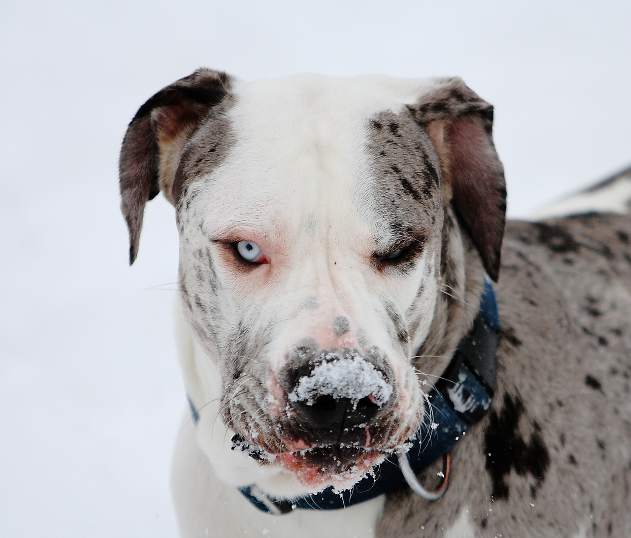 bääh Schnee