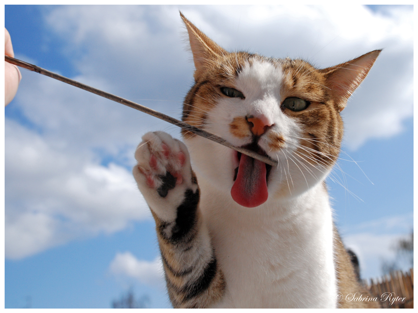 Bääh...mit Stäbchen... Foto & Bild tiere, haustiere, katzen Bilder