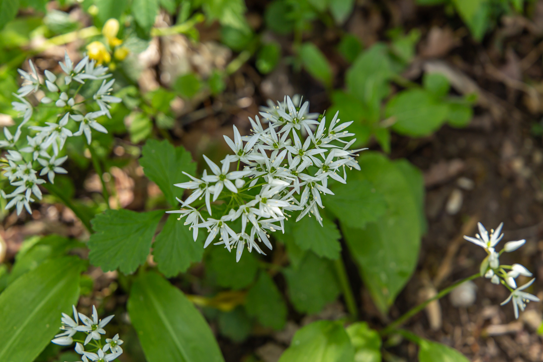 Bäärlauchblüte