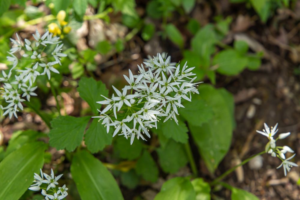 Bäärlauchblüte